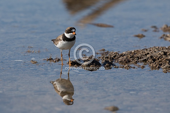 Semipalmated Plover Reflection