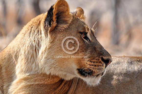 Wild Lioness