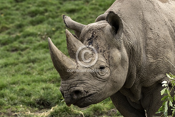 Black Rhino Side Profile Close Up