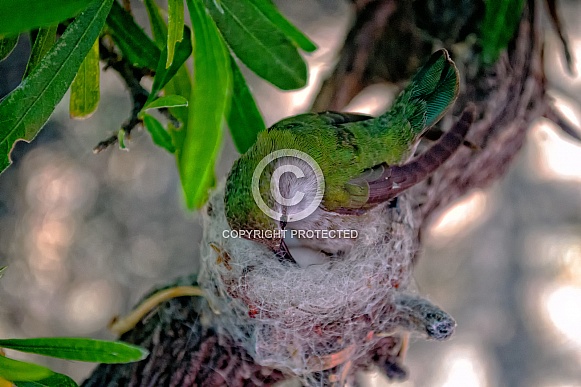 Hummingbird - Little Mother Hummer