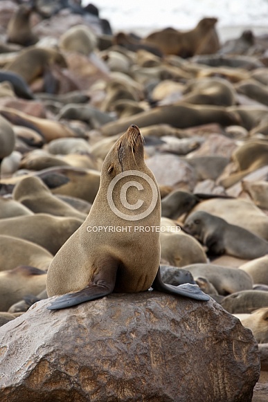 Cape Fur Seal - Skeleton Coast - Namibia