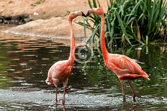 Caribean Flamingoes touching beaks