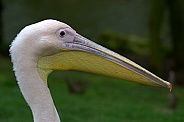 Eastern White Pelican