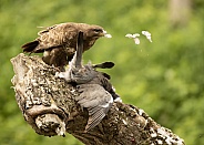 Wild Common Buzzard on Wood Pigeon Carcass