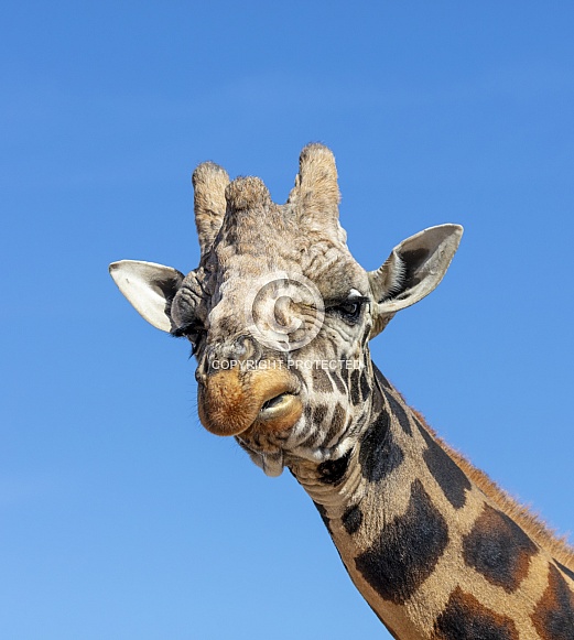 Giraffe making a funny face twisting her lips