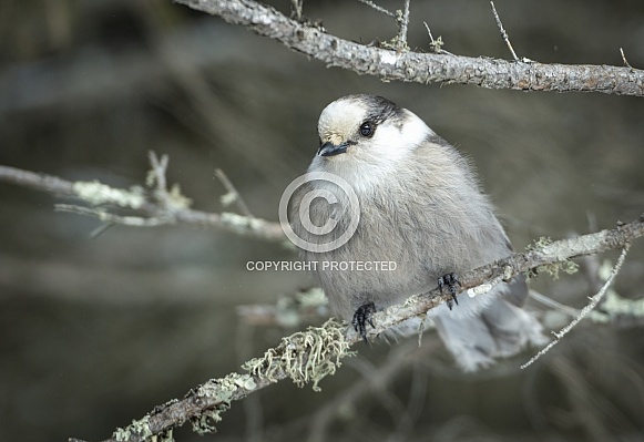Gray Canadian Jay in the winter