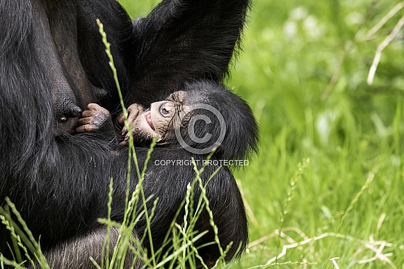 Newborn Chimpanzee In Mothers Arms