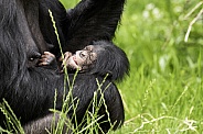 Newborn Chimpanzee In Mothers Arms