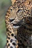 African Leopard Cub