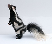 Spotted Skunk, Standing Up on White Background