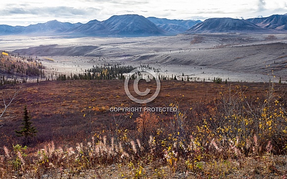 Autumn Colors in the Wilderness of Denali National Park, Alaska