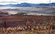 Autumn Colors in the Wilderness of Denali National Park, Alaska