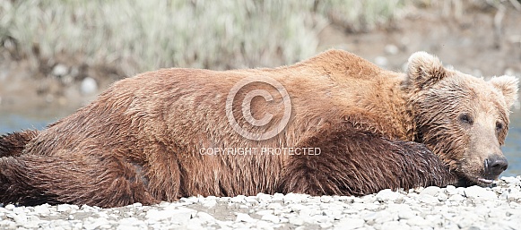 Brown Bear sleeping on a beach