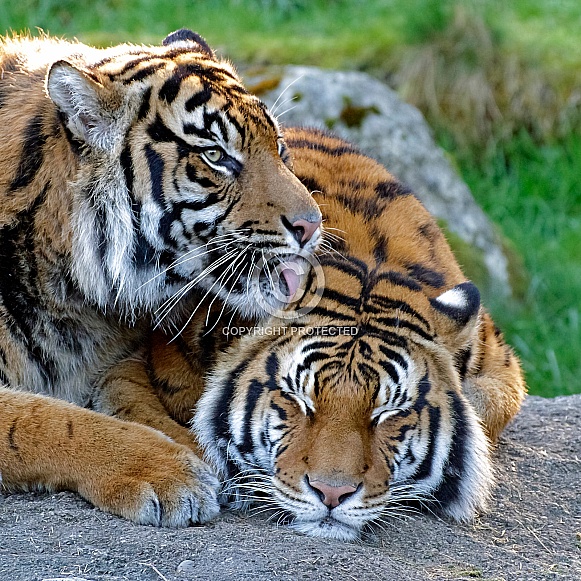 Sumatran Tiger-What A Good Buddy