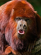 Red Howler Monkey also knoVenezuelan red howler (Alouatta seniculus)