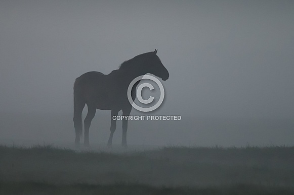 Horse in the mist.