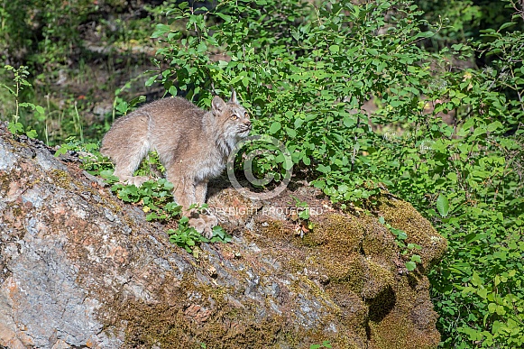 Canada Lynx - Male