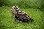 Hybrid Owl Species In The Grass Full Body