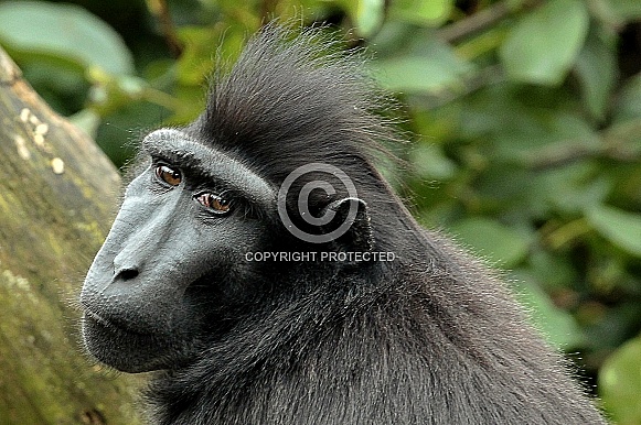 Crested black Macaque