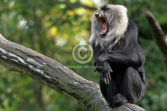 Lion-tailed Macaque/ Wanderoo