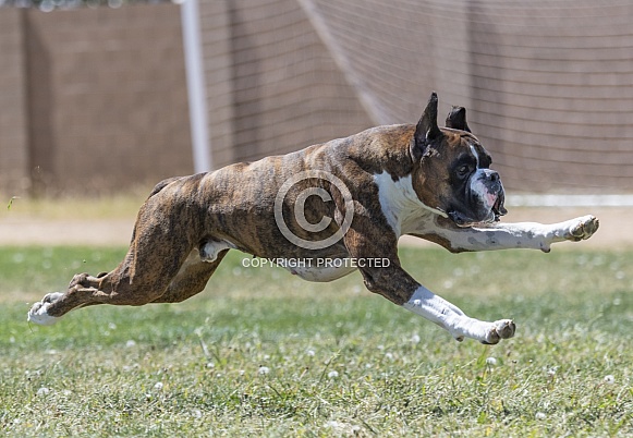 Boxer chasing a lure during a fast cat event
