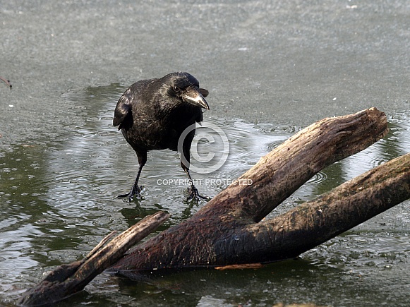 Carrion crow (Corvus corone