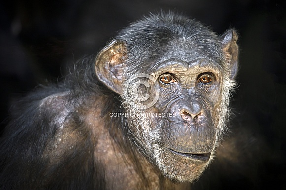 Chimpanzee (Pan troglodytes)