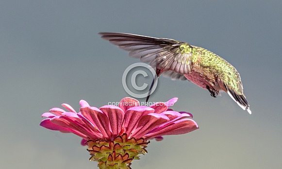Hummingbird—Gossamer Wings