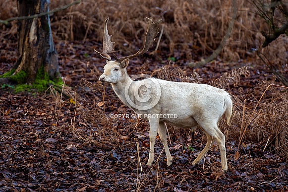 deer (white fallow buck)
