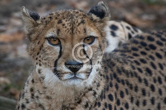 Cheetah(Acinonyx jubatus)