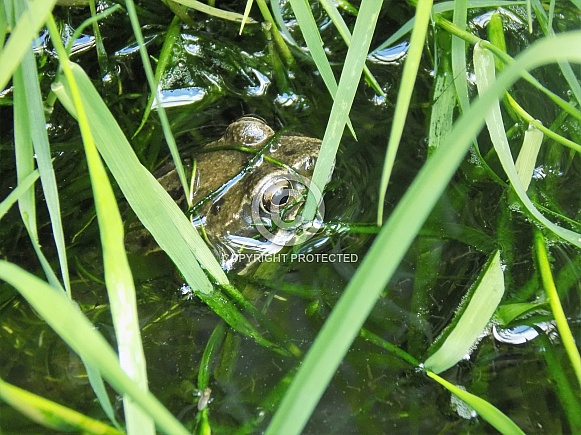 Common frog in pond