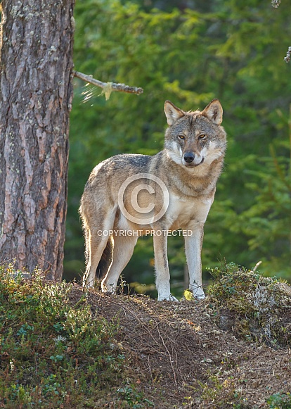 Wolf in nature