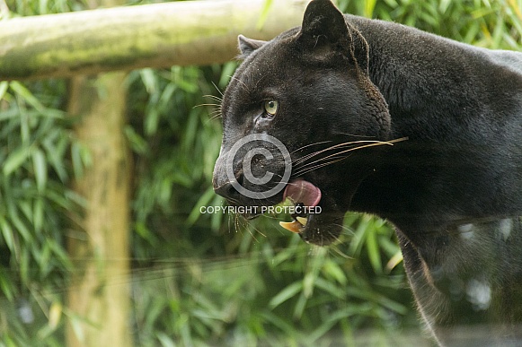 Black Jaguar (Panther)