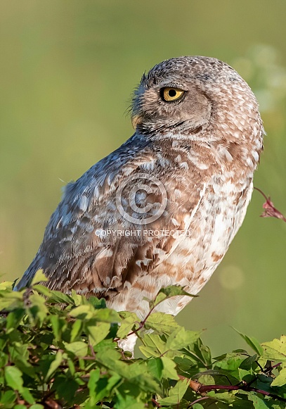 Adult burrowing owl (Athene cunicularia) on the lookout for predators while perched on green and red plant