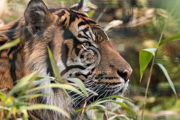 Sumatran Tiger In Grass