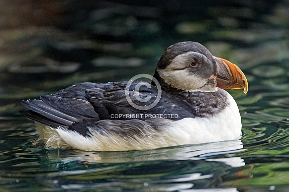 Puffin in Water