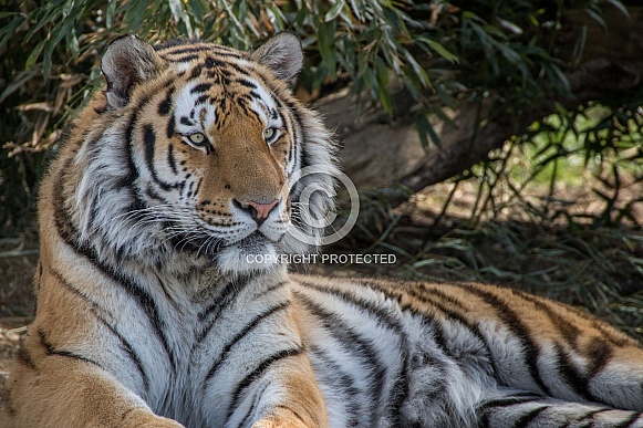 Siberian Tiger(Panthera Tigris Altaica)