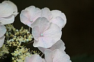 White Hydrangea with a touch of pink