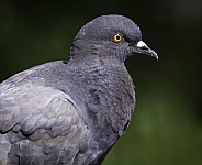 Portrait rock dove