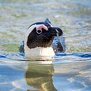 African Penguin swimming