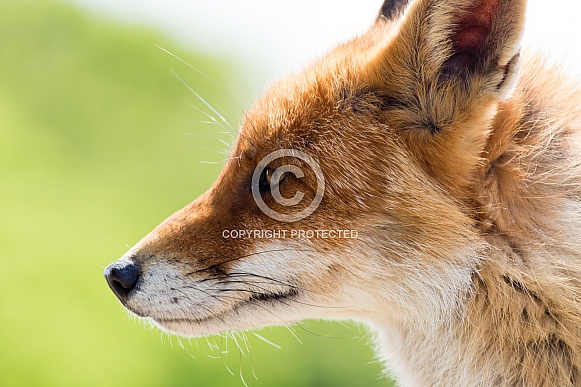 Red fox close-up from the side