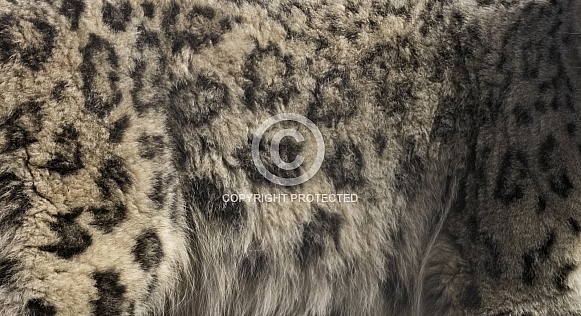 Snow Leopard Fur Print