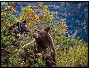 Black Bear with cub