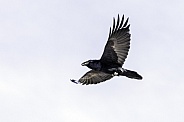 A Common Raven in Flight