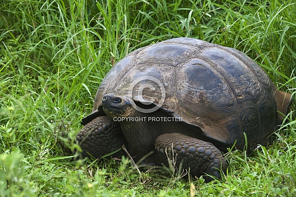 Giant Tortoise (Geochelone elephantopus ssp.