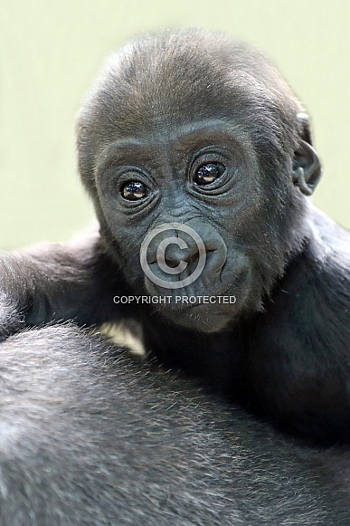 Western Lowland gorilla baby (gorilla gorilla gorilla)