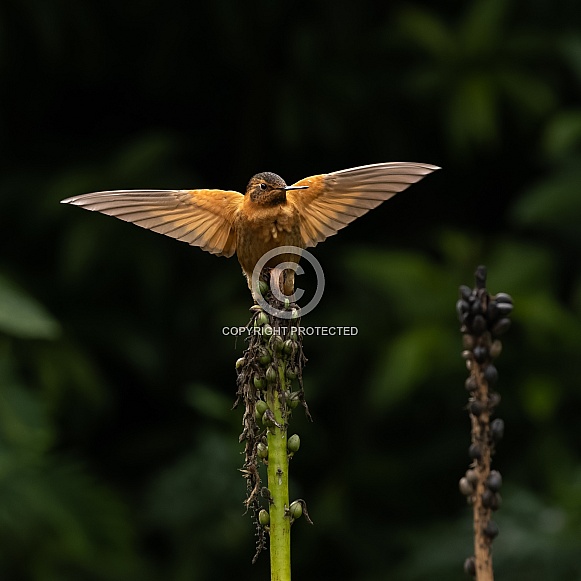 A Shining Sunbeam Hummingbird in Ecuador