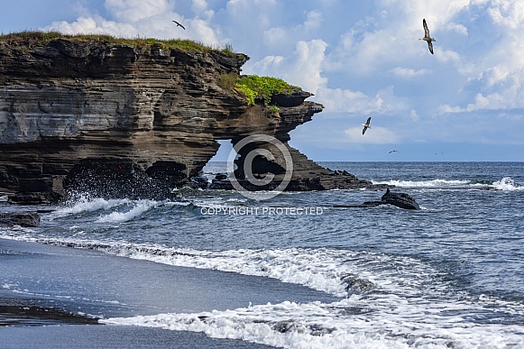 Natural Arch and Waved Albatross