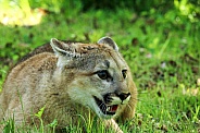 Young Mountain Lion / Cougar