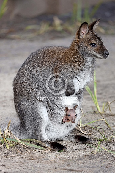 red-necked wallaby or Bennett's wallaby (Macropus rufogriseus)